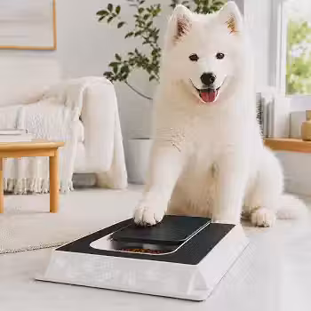 Lixador de Unha Divertido PetyCure: Lixa as Unhas Enquanto o Cão Brinca – Manicure Pet Sem Estresse, Sem Dor e Sem Alicate – Caixa Interativa